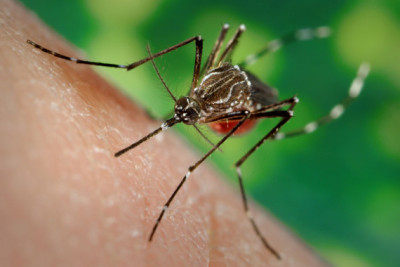 Prevention and control of Dengue